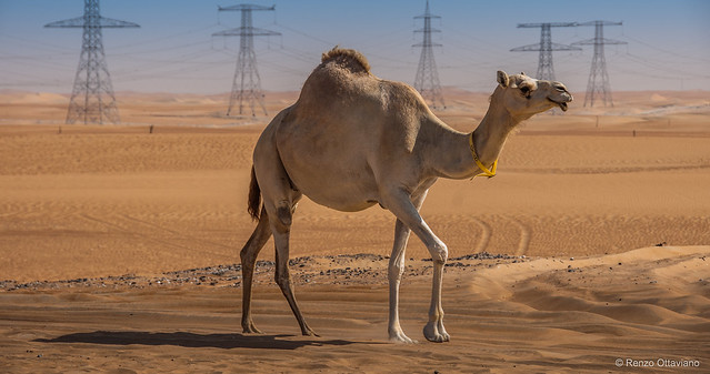 Camel - Emirates Desert 03 10_34_02