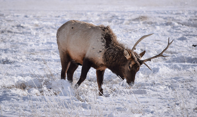 An Elk Bull, National Elk Refuge, Wyoming