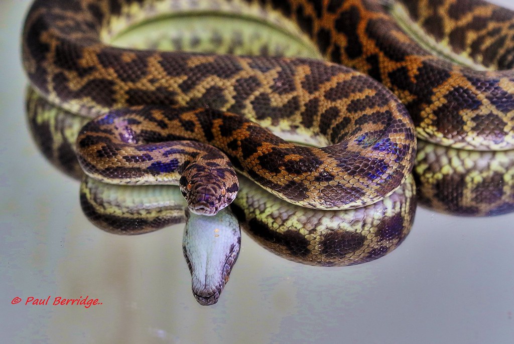 the cutest snake in the World - Cute Snakes You Have to See to Believe Spotted Python