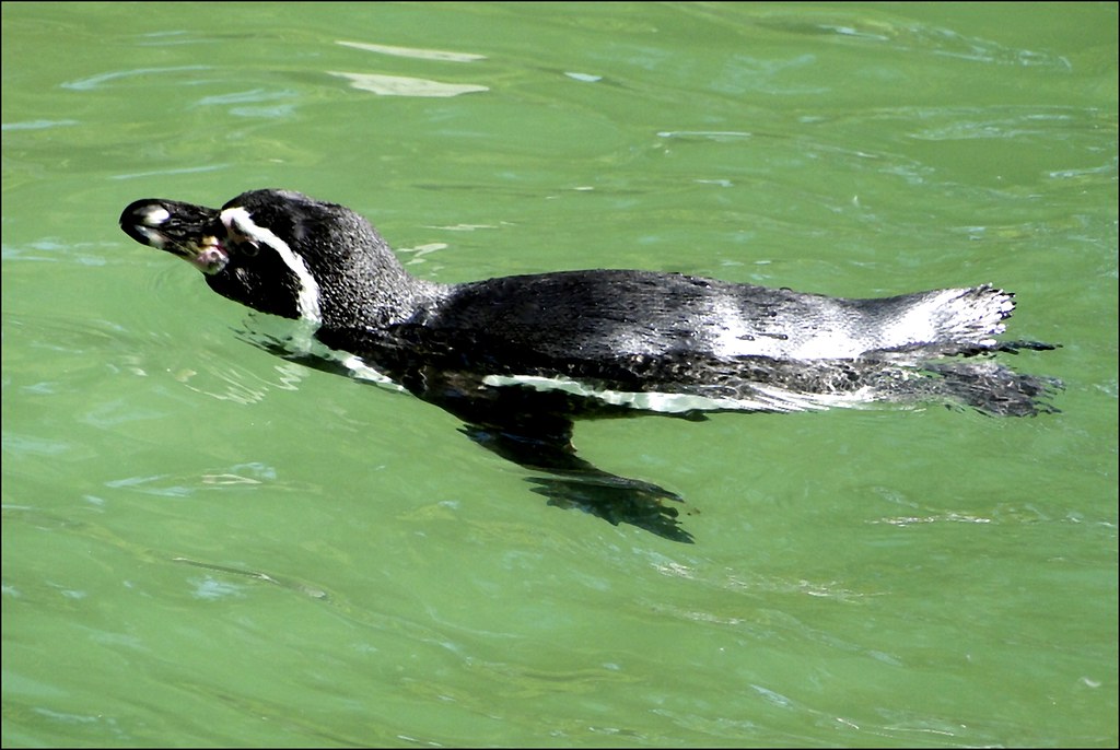 O Pinguim | Bom-dia, Pingüim Onde vai assim Com ar apressado… | Flickr