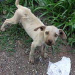 Cachorrito abandonado en la carretera - Puppy abandoned on the highway; entre Tehuantepec y Matatlán, Oaxaca, Mexico