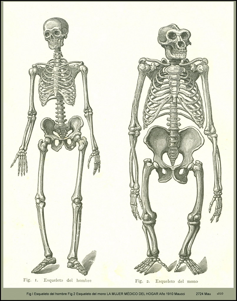 Зачем скелет. Скелет человека. Скелет с широкой костью. Скелет взрослого человека.