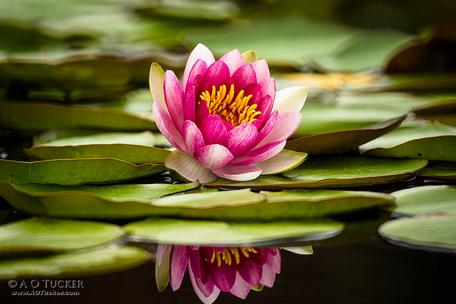 Reflections Of Lily