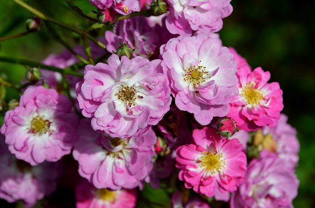 Jardins de Maizicourt (Somme) - Roses de juillet