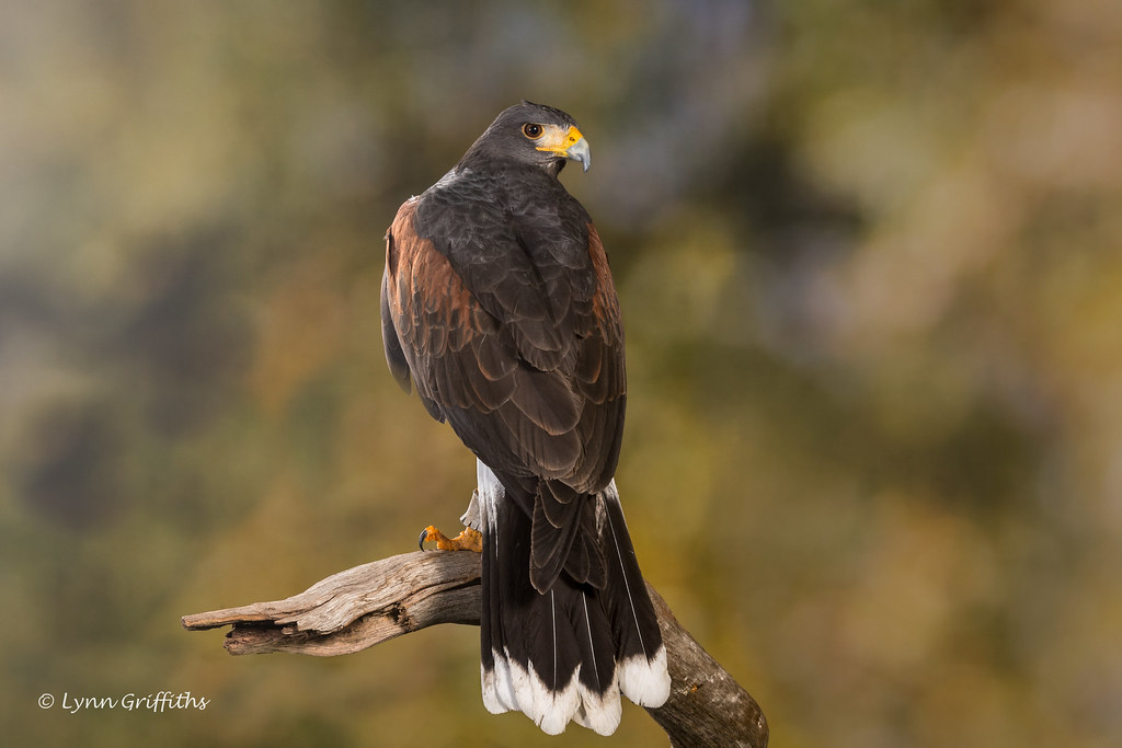 Harris Hawk D50_4446.jpg