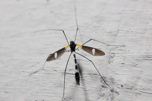 ecosystem/fauna/Limoniid Cranefly(Hexatoma(Eriocera)sp.Limoniidae