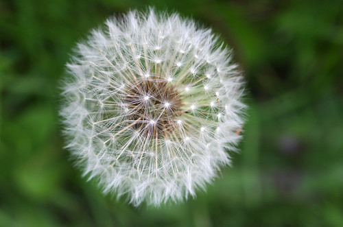 soft and fluffy | by frank.hs.- slowly recovering.