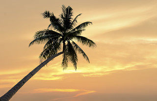 Palm trees on the sunset background