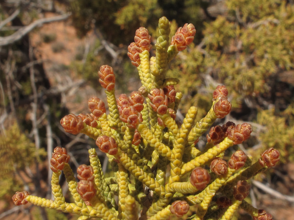Juniper Tree Cones