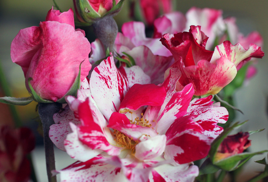 Famous Tea Roses Tea roses from our garden. May 2014 | Sandy Raymond | Flickr