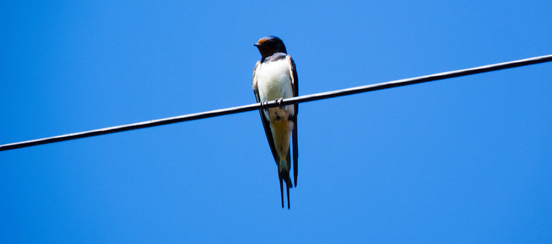 On the wire