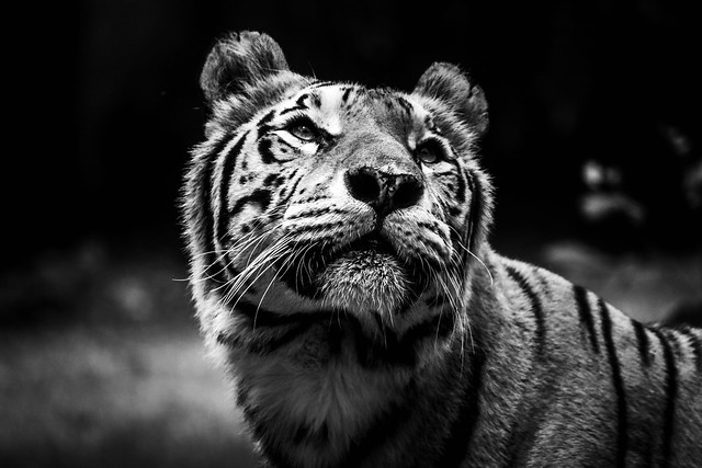 Asian Tiger Waiting for Treat