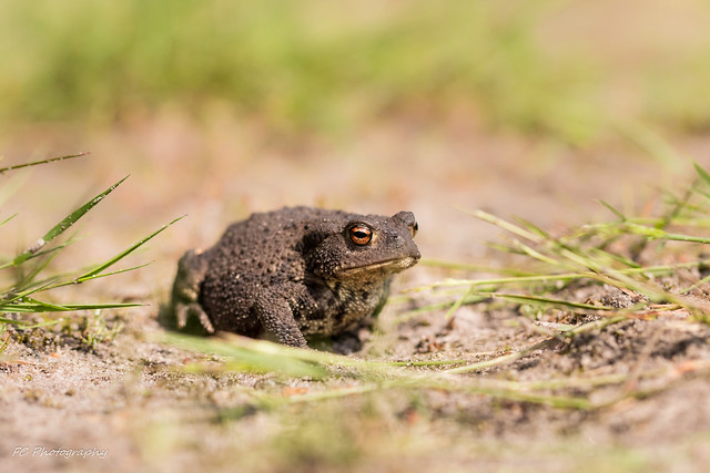 True toad (Bufonidae) in Venray, The Netherlands