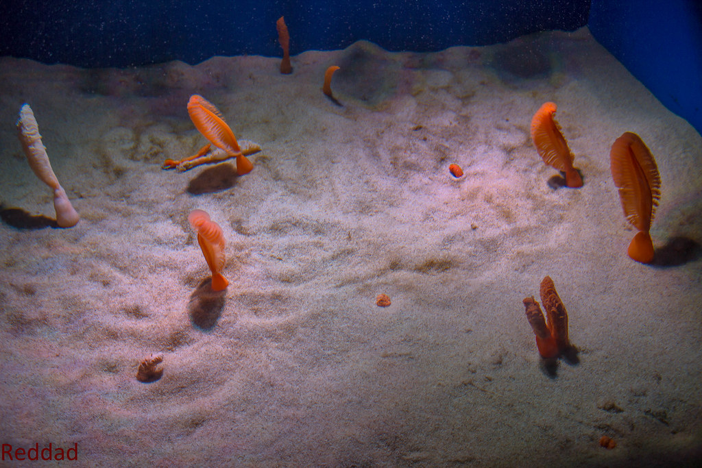 Fleshy Sea Penn - Ripleys Aquarium - June 2014