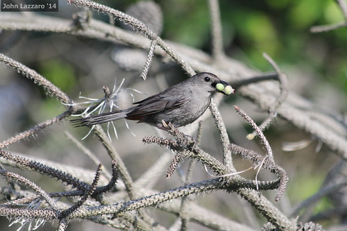 Gray Catbird | by John Lazzaro