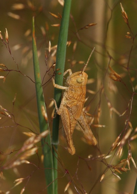 grasshopper (2)