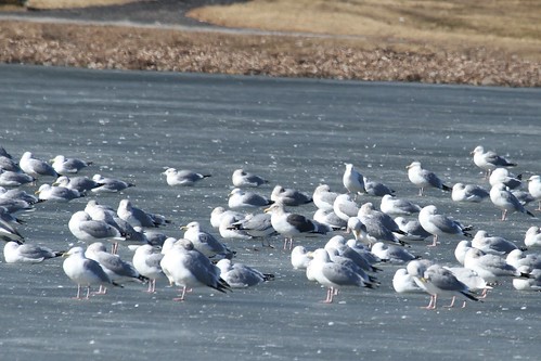 gull northridgelakes milwaukee wisconsin nature slatybackedgull rare rarity milwaukeecounty gulls ice winter