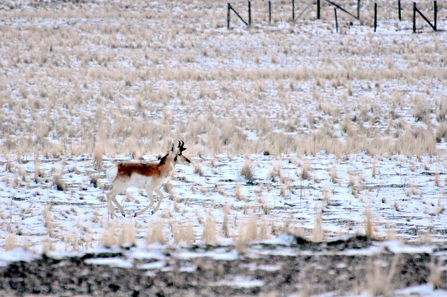 Pronghorn in the meadow