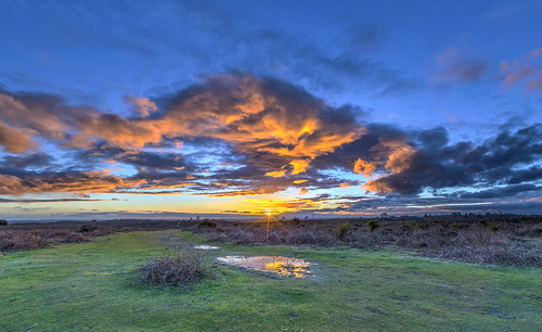 newforest sun sunset landscape cloud bracken grass puddle gorse