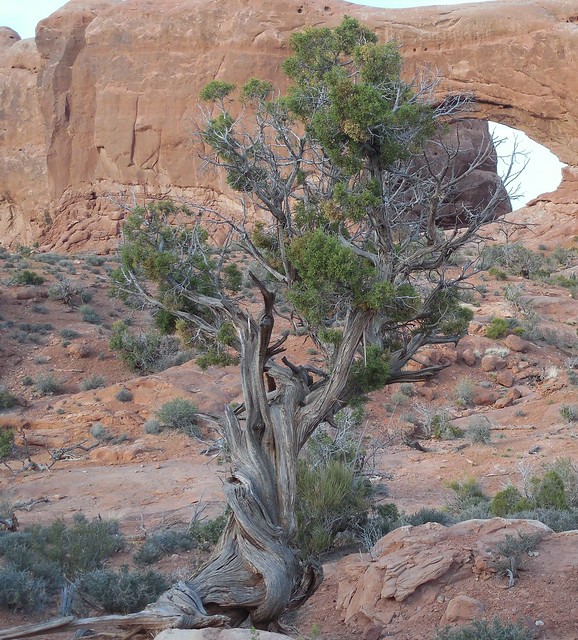 Utah juniper, Juniperous osteosperma