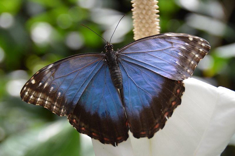 Blue Morpho Butterfly (Morpho peleides)