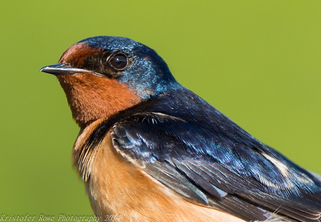 Barn Swallow Portrait 5/25
