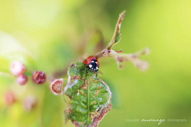 ladybug, oh ladybug