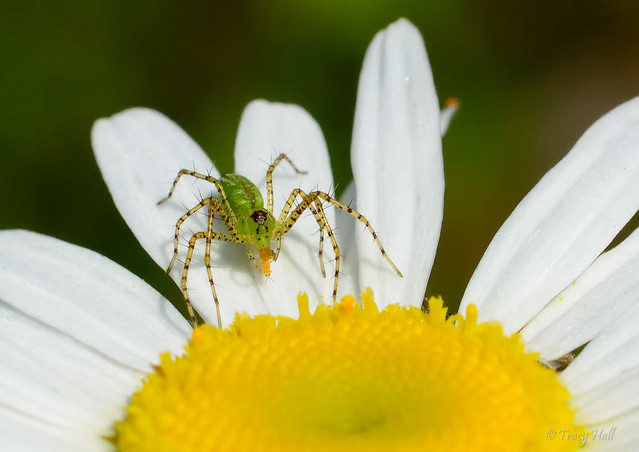 Tiny Green Lynx Spider (with prey)
