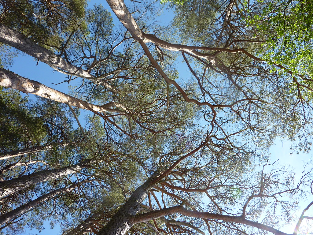Trees and Plants | Flickr