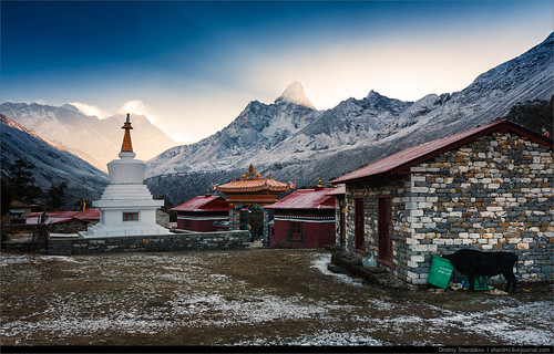 nepal animals khumjung wildanimals животные снег монастырь эверест фауна easternregion амадаблам ступа дикиеживотные якиджопы khumbuarea тенгбоче лхоцзе