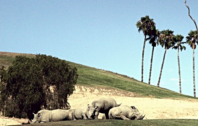 Rhinoceros - Rhino's crashing out