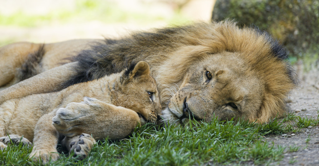 Snuggling dad and cub