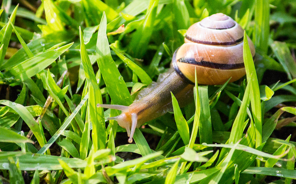 Snail on Grass
