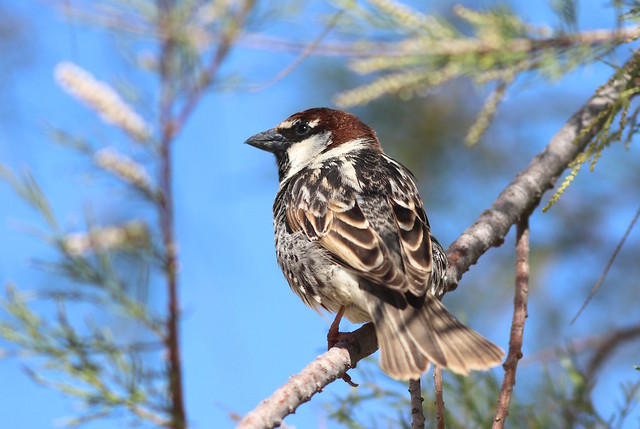 Spanish Sparrow (Passer hispaniolensis) male - Ghadira Bay, Malta (Malta) (2)