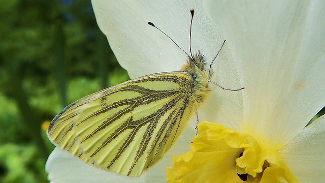 Green-Veined White, on Narcissus Pheasant's-eye, 100417, 10f