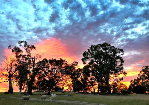 sunrise curringafarm tasmania instagramapp square squareformat iphoneography