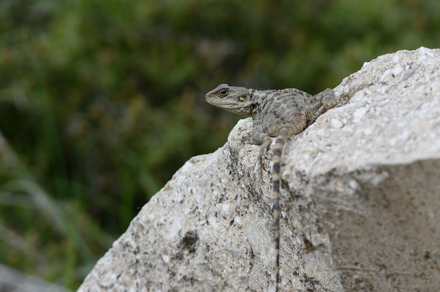 Agama Lizard Cyprus 2