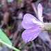 Flickr photo 'Geranium robertianum flower' by: John Tann.