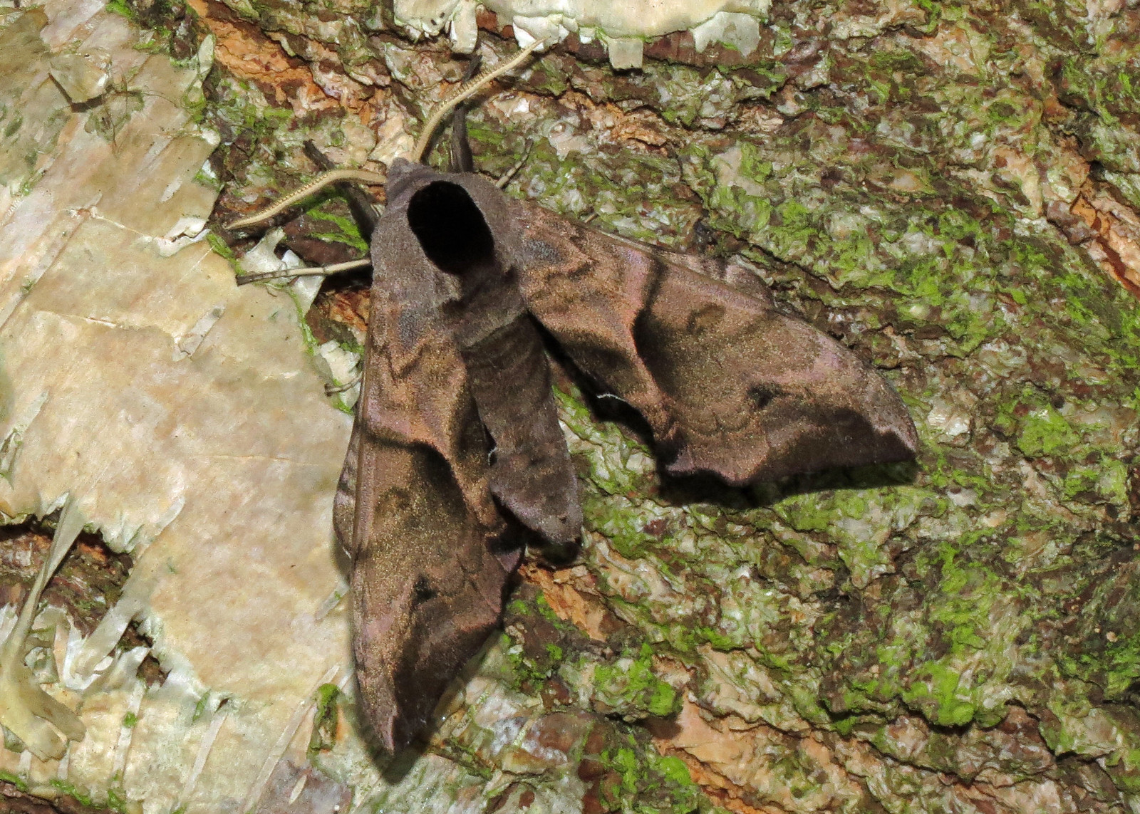 1980 Eyed Hawk-moth - Smerinthus ocellata