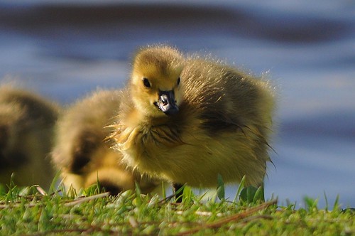 Canadian goose - a new generation | by beyondhue