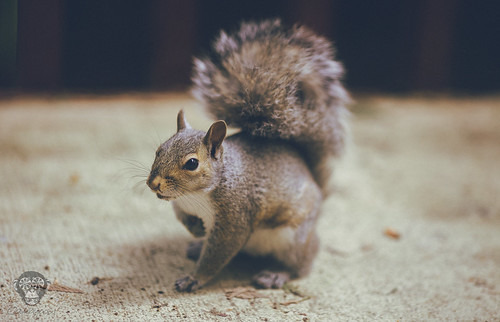 My Guard Squirrel
