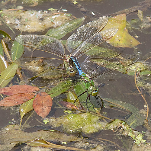 insect ode dragonfly michigan odonata commongreendarner anaxjunius
