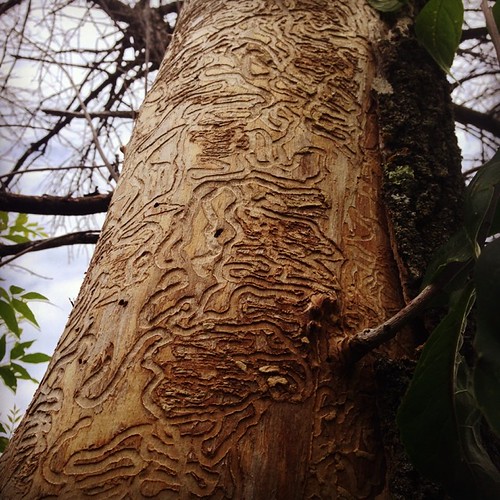 Bark beetle roadmaps | by maggiehc