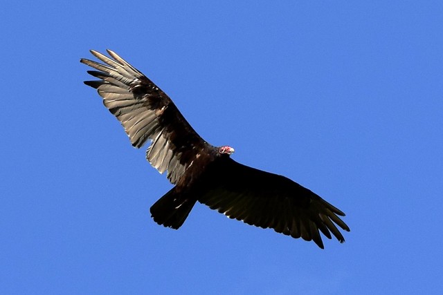 Turkey Vulture flying over Urquhart Butterfly Garden in Dundas Canada