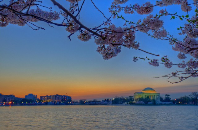 Jefferson Memorial & Cherry Blossoms at dawn