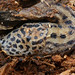 Flickr photo 'Leopard Slug (Limax maximus)' by: Bernard DUPONT.