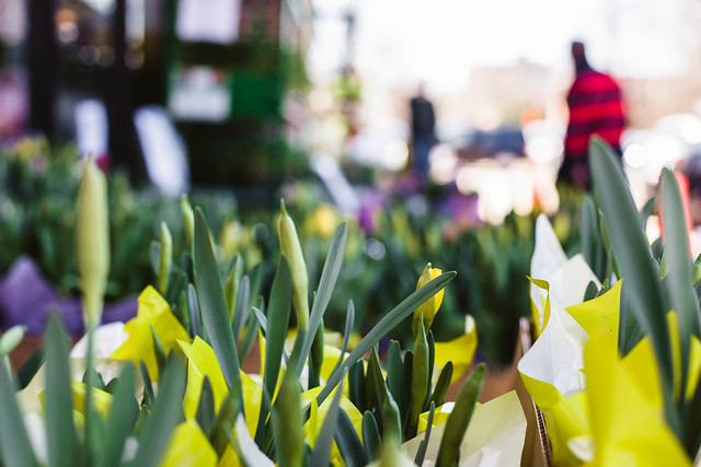 Daffodils in an outdoor market.