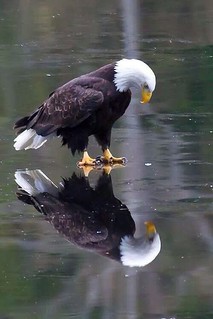 A really cool shot of an Eagle looking at his reflection.  Self awareness! | by jadesperry_jadedphotography