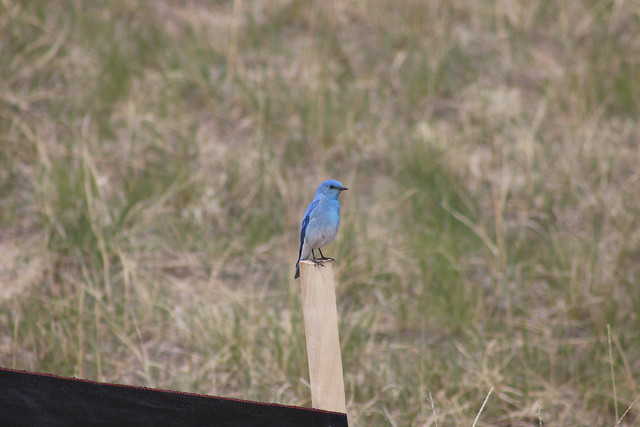 Mountain Bluebird, Male (Sialia Currucoides) (IMG_0031)