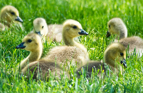 baby ny lynch bird birds photoshop island geese spring nikon long watching sean goslings adobe elements gosling tamron watchers 70300 d7100